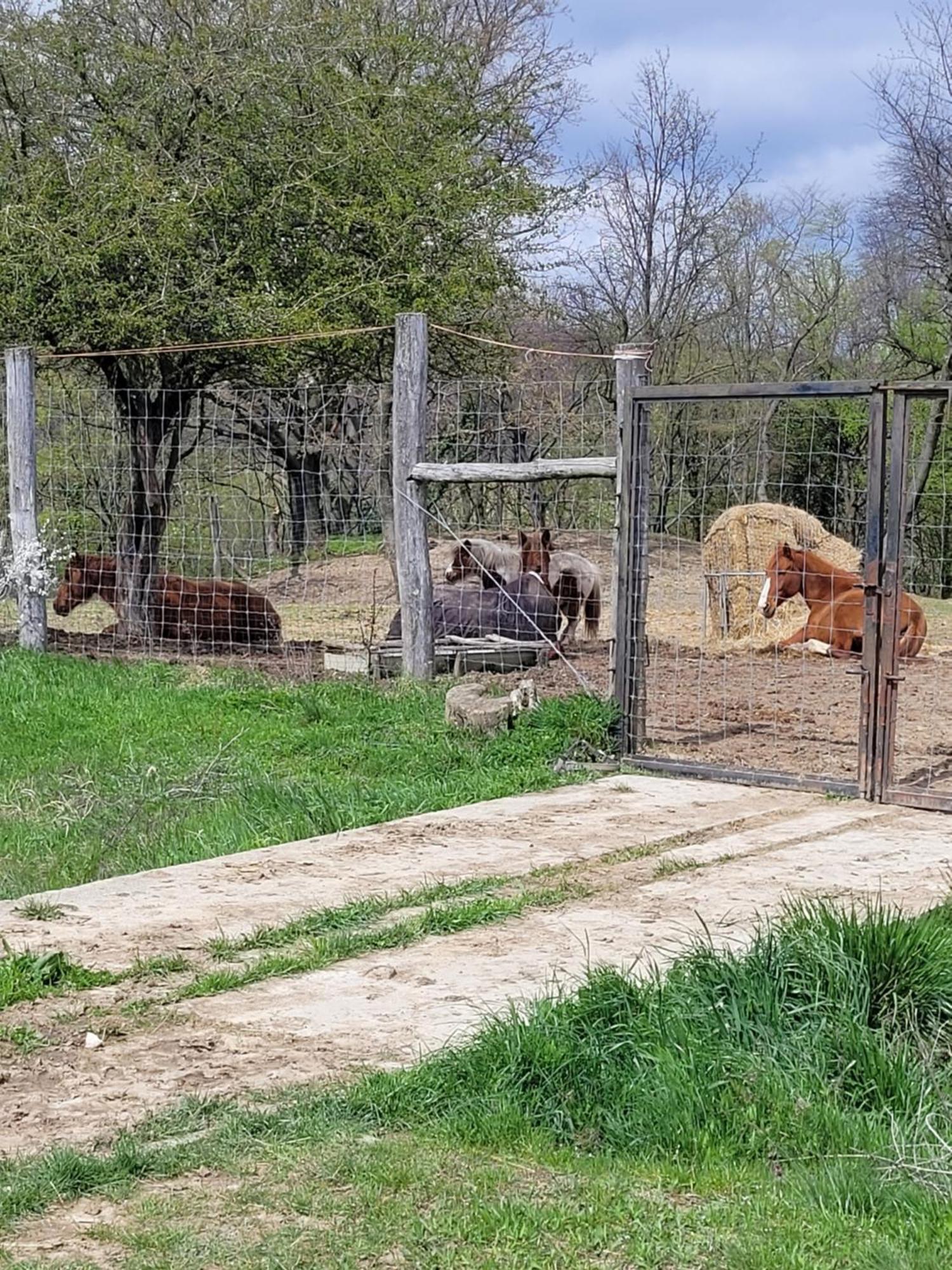 Tótvár lovas szálláshely Kővágótöttös Kültér fotó
